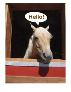 hello sugar!